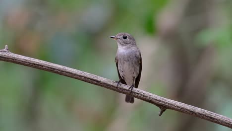 El-Papamoscas-Marrón-Asiático-Es-Un-Pequeño-Pájaro-Paseriforme-Que-Se-Reproduce-En-Japón,-Himalaya-Y-Siberia