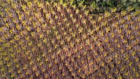 Scenic-drone-view-of-rows-of-trees-growing-in-countryside-in-sunlight