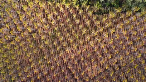 vista panorámica de drones de filas de árboles que crecen en el campo a la luz del sol