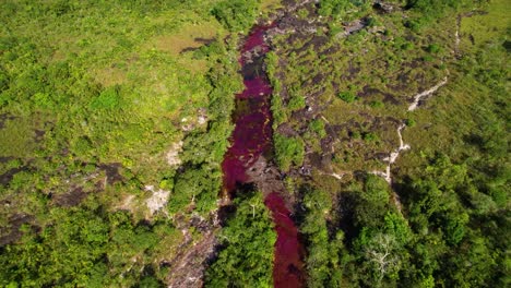 der bunte fluss der sieben farben caño cristales, umgeben von bäumen und sträuchern an einem sonnigen tag, kolumbianischer fluss in der sierra de la macarena, in der provinz meta