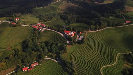 Eine-4K-Drohnenaufnahme-Eines-Ländlichen-Weinbergs-In-Slowenien