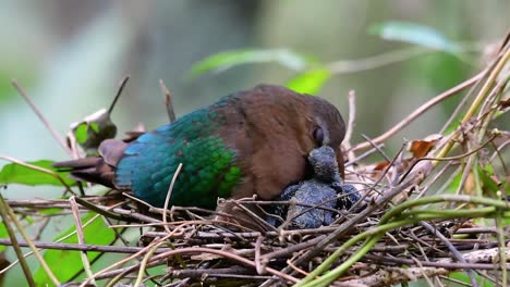 la paloma esmeralda común es común en los países asiáticos y es famosa por sus hermosas plumas de color esmeralda