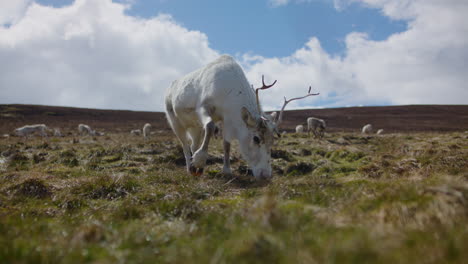 Nahaufnahme-Eines-Cairngorm-Rentiers-Mit-Geweih,-Das-Im-Hochland-Grasen