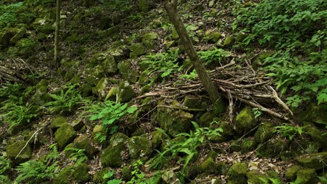 close-up of mossy stones, green ferns, and scattered branches on a shaded hillside in the tranquil woods of maninsan ecological park