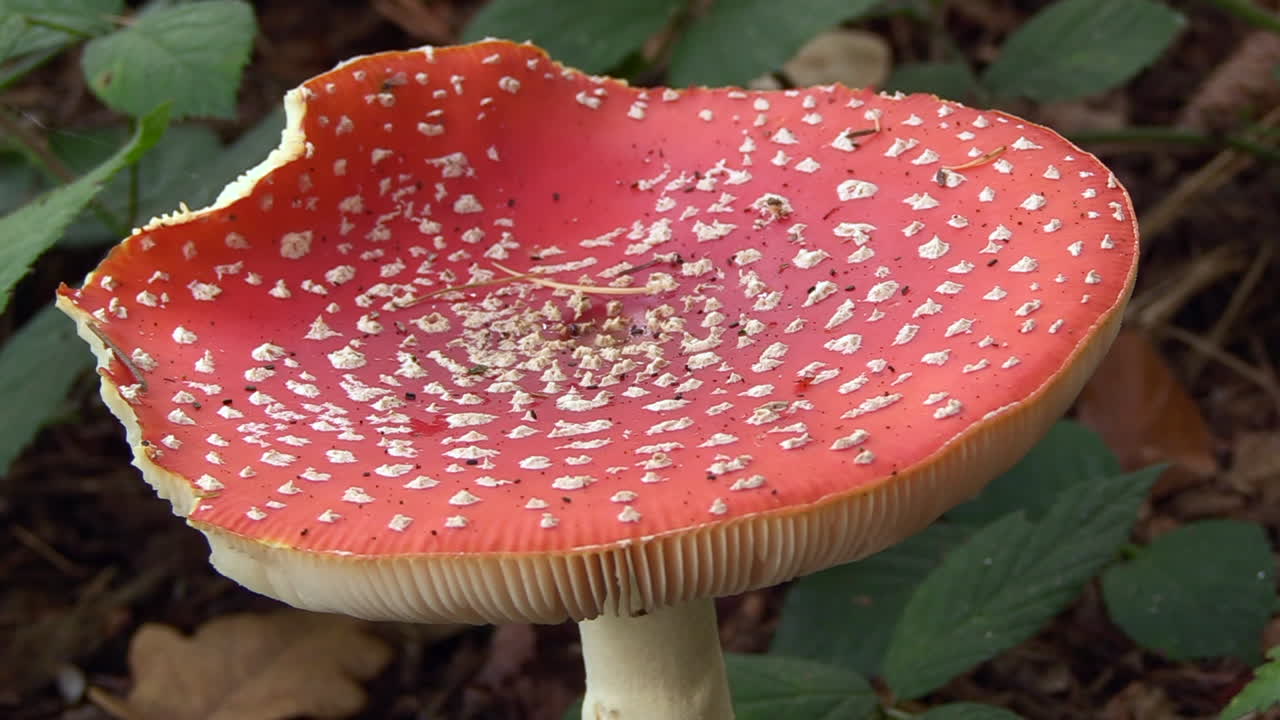 amanita muscaria de cerca, agárico de mosca adulto con marcas de mordeduras