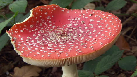 阿曼尼塔·穆斯卡里亚 (amanita muscaria) 近距离,成年<unk>虫,有咬伤痕迹