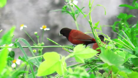 chestnut munia forages for seeds and other edibles.