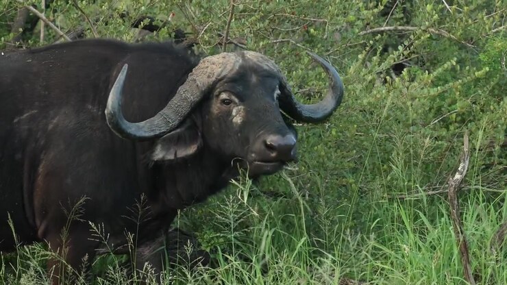Un vecchio bufalo africano che cammina all'indietro mentre mangia l'erba, Riserva naturale di Timbavati