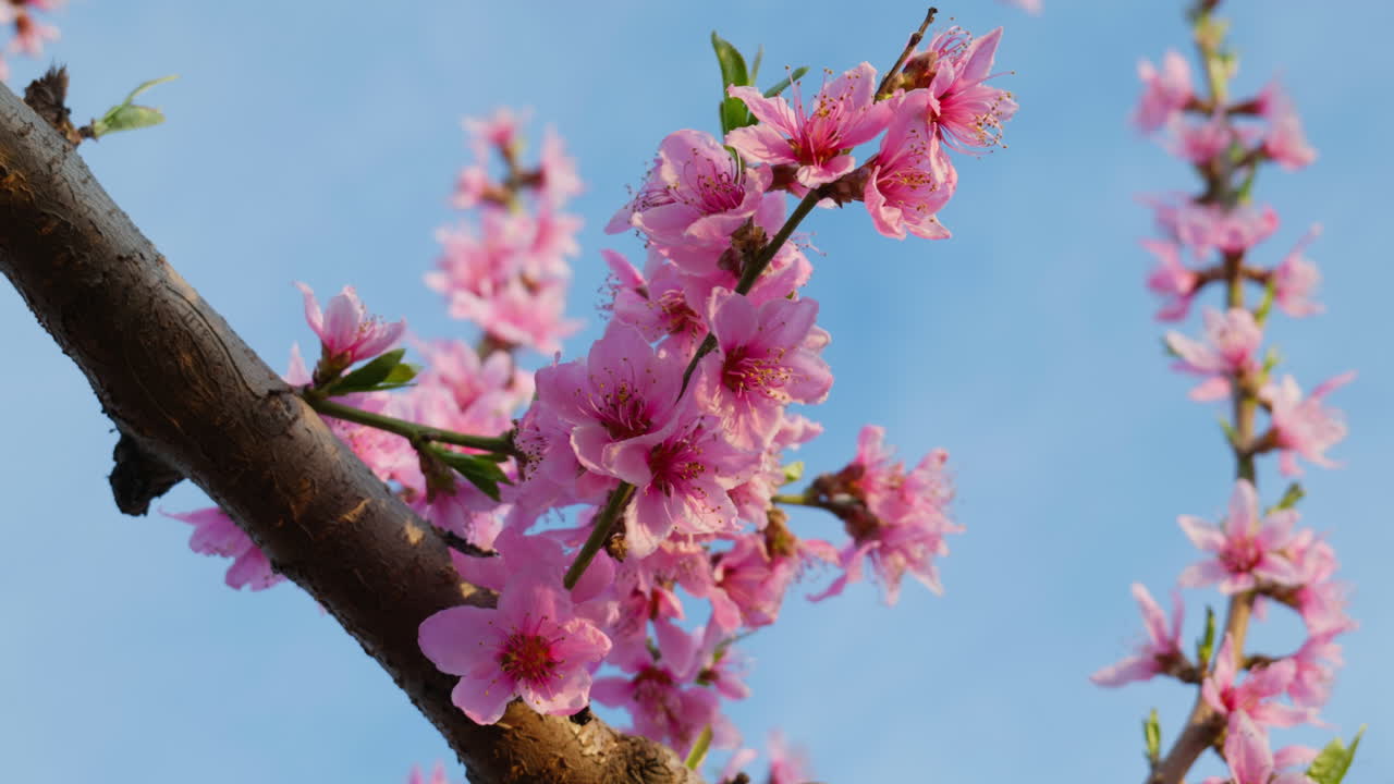 Pink Peach Sakura Blossoms Fluttering in Spring Wind