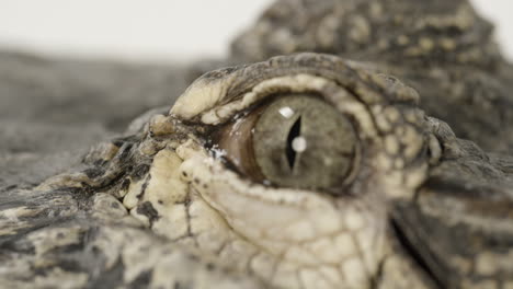 eyeball of an american alligator macro close up