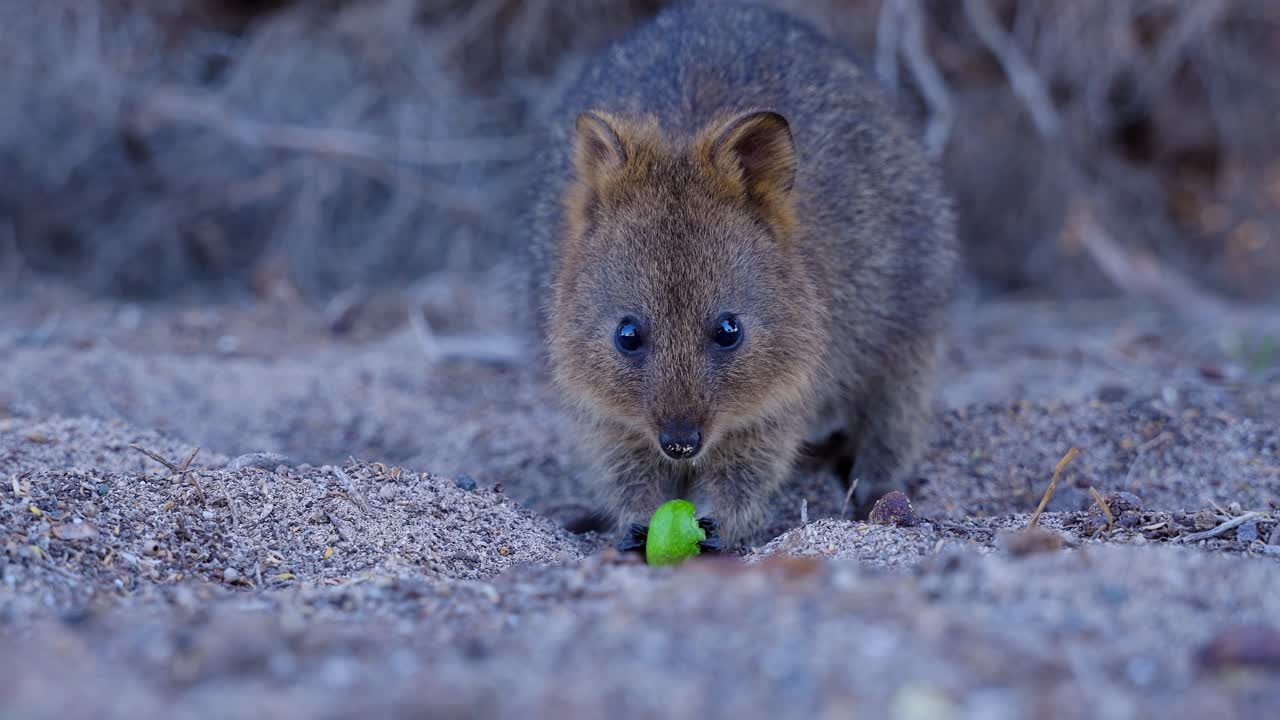 close up shot of a Quokka eating fruit at slow motion, endemic marsupial of rottnest island, western australia, australia