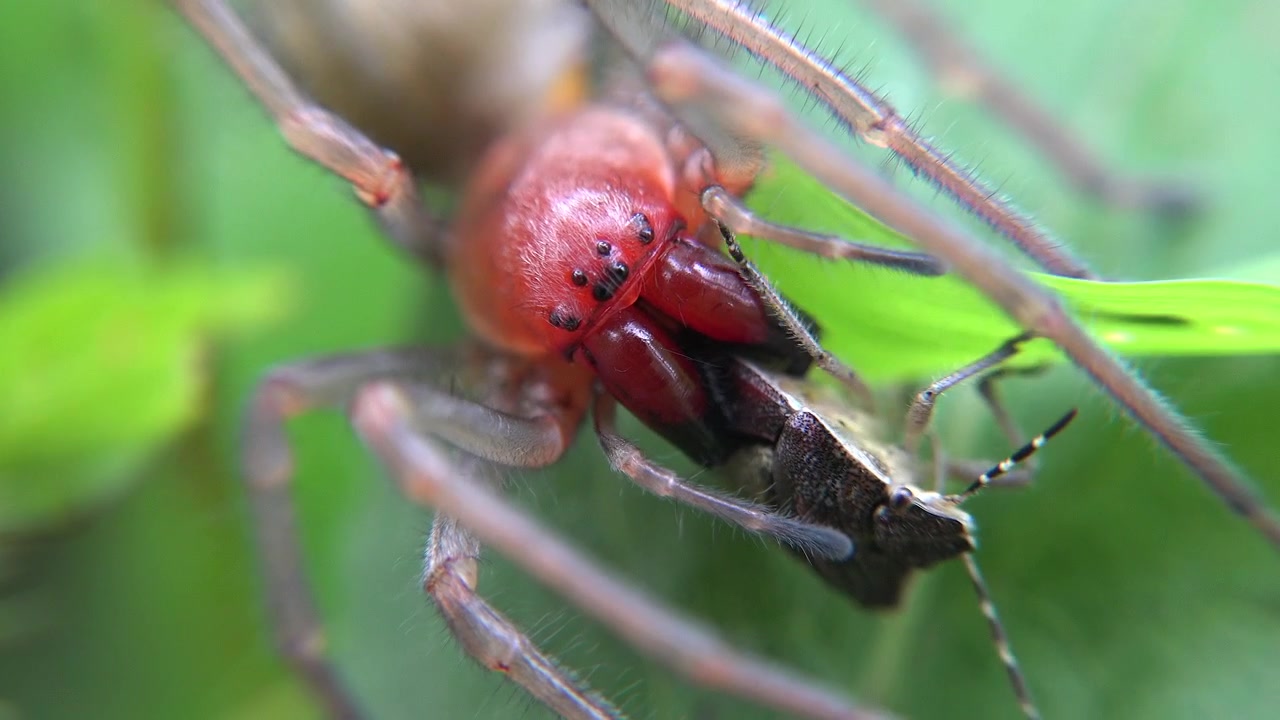 Red Spider Feeding on a Beetle on a Green Leaf
