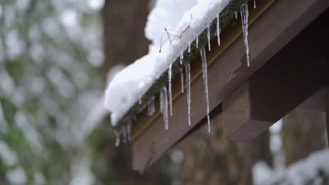 Cámara-Lenta-A-La-Izquierda-De-Carámbanos-Y-Nieve-Derritiéndose-Desde-El-Borde-Del-Techo-De-Madera,-Pinos-Verdes-Y-Nieve-Cayendo-En-El-Fondo