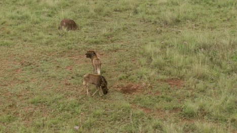 Imágenes-Aéreas-De-Drones-De-ñus-Bebés-Solos-En-La-Sabana-En-La-Naturaleza