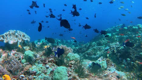 camera gliding over a deep see coral reef with lots of fish in indonesia