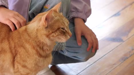 child petting a ginger cat
