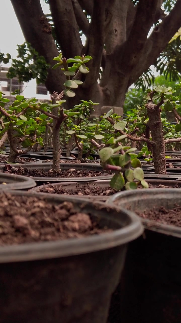Vista a livello del suolo attraverso file di piantine in vaso in un vivaio tropicale, evidenziando coltivazione, orticoltura e crescita sana delle piante in un ambiente di giardino esterno.