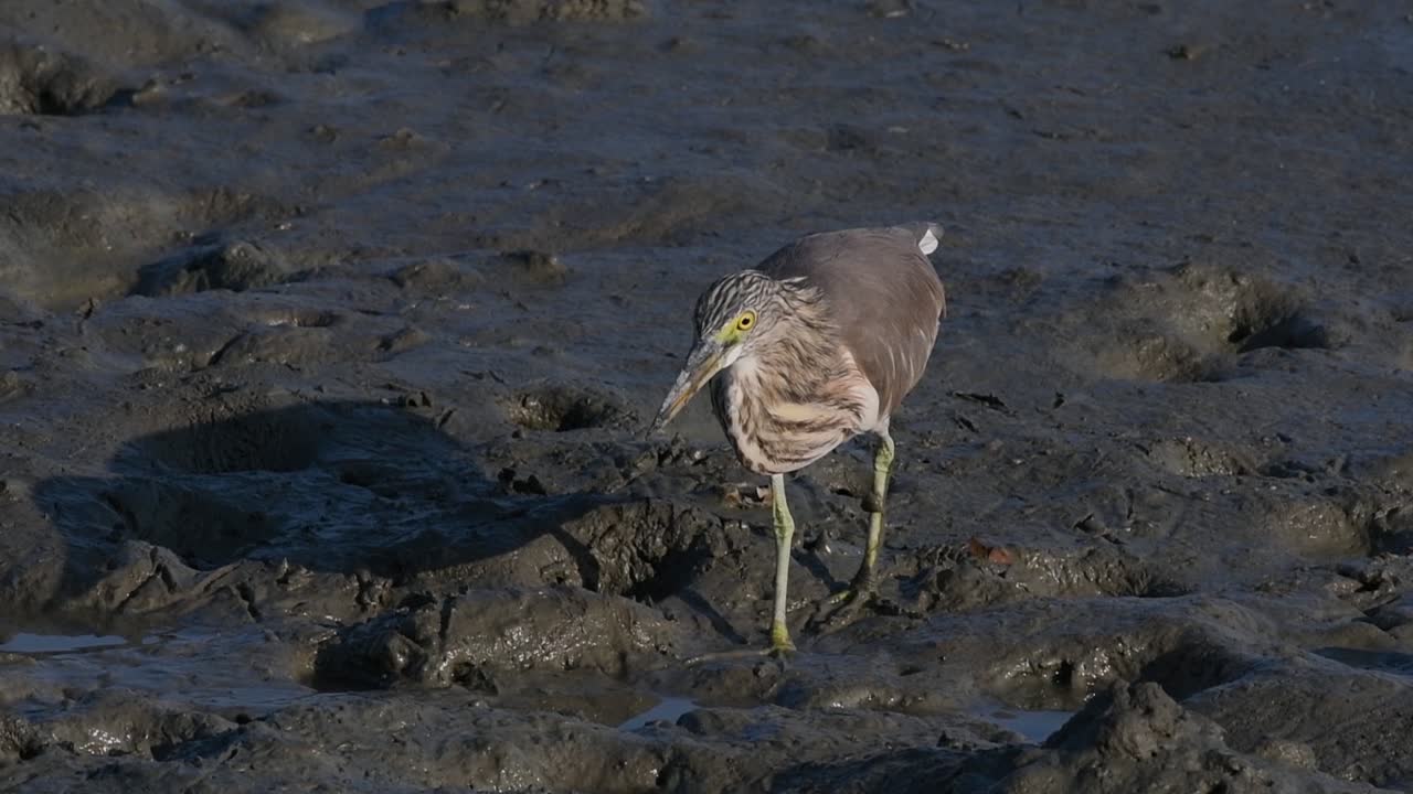 una de las garzas de estanque encontradas en tailandia que muestran diferentes plumajes según la temporada