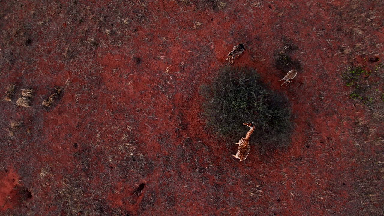 African Giraffes feed from single tree in extreme arid landscape, top-down drone