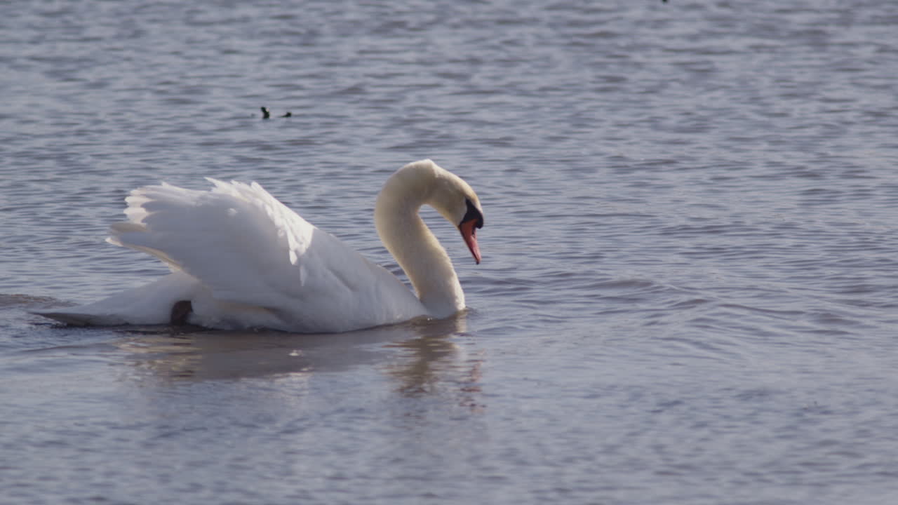 Sunlight breaks as swans in courtship are captured in slow motion.