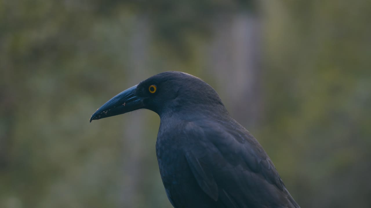 primer plano de un currawong negro