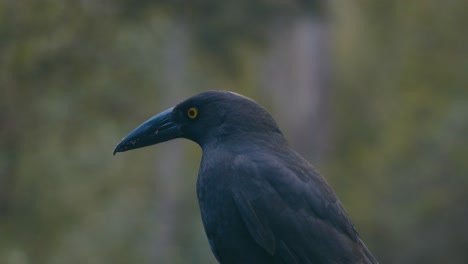 Close-up-of-a-black-currawong