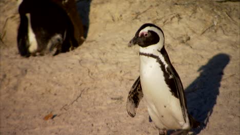 boulders beach penguin colony, simonstown