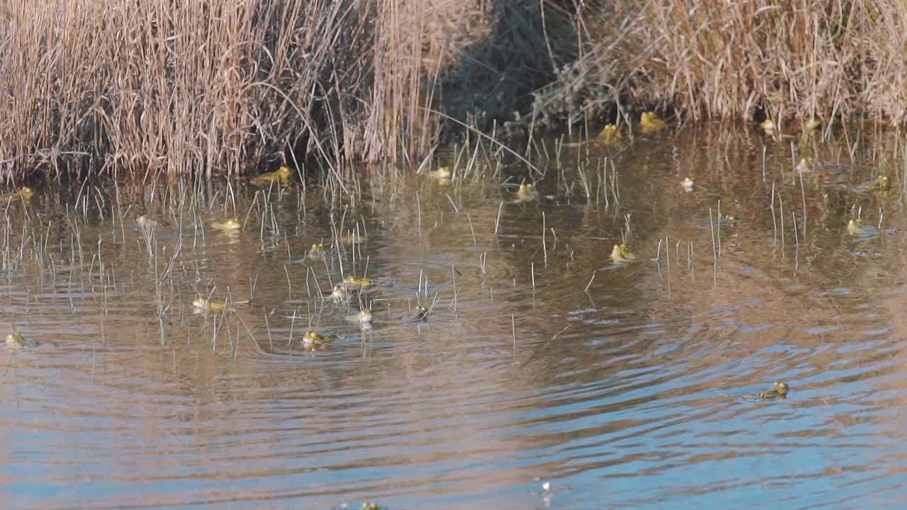An Army Of Common Frog Submerged Body On The Swamp With Dry Reeds On The Bank