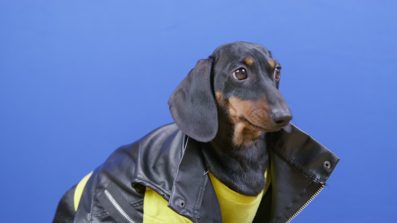 Cute dachshund puppy in cool leather jacket and yellow t-shirt obediently sits and waits patiently, looking around curiously, blue chromakey on background, studio shooting