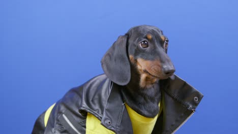 cute dachshund puppy in cool leather jacket and yellow t-shirt obediently sits and waits patiently, looking around curiously, blue chromakey on background, studio shooting