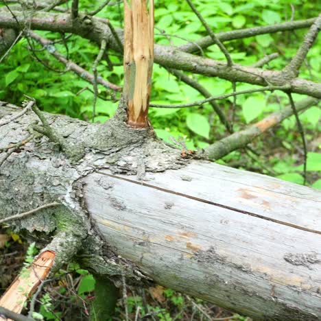 snag on the ground in the forest