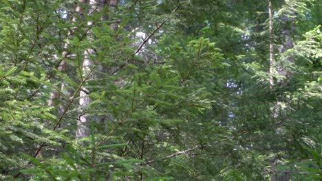 vegetation within a forest of the italian alps