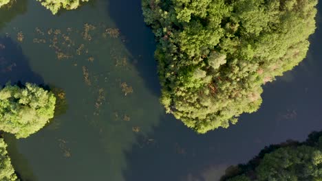 Circling-over-lake-in-a-german-forrest