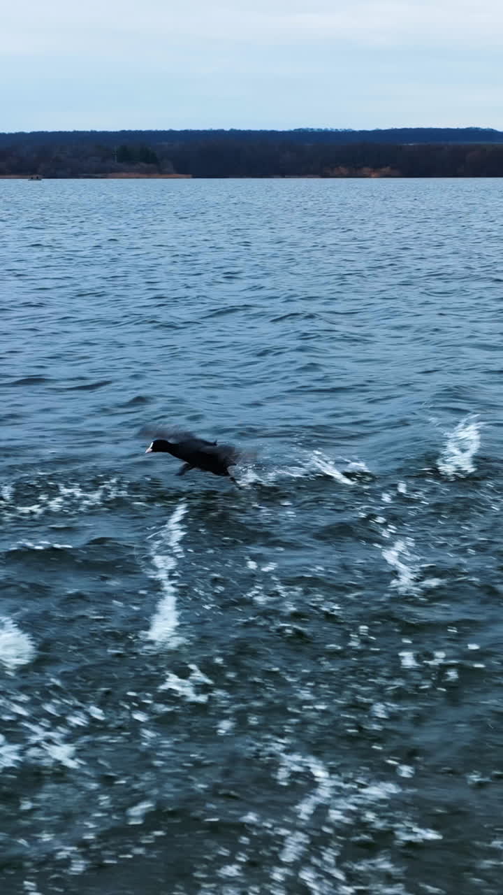 Ducks running by water surface and leaving white water splashes behind. Quick motion over the river. Grey water backdrop. Vertical video