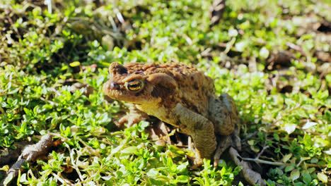 slow zoom on bufo bufo toad basking confused in sunlight after long winter rest
