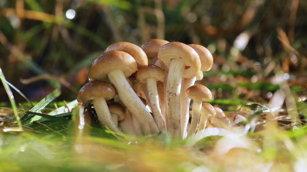 hongos armillaria de agarico de miel en un bosque soleado bajo la lluvia.