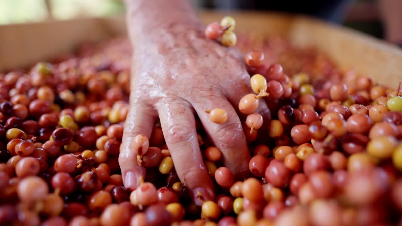 Close up view in slow motion of the Hand of a farmer with wild exotic cherry coffee beans in an artisanal farm.