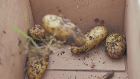 Potatoes-being-thrown-into-cardboard-box.-REAL-TIME