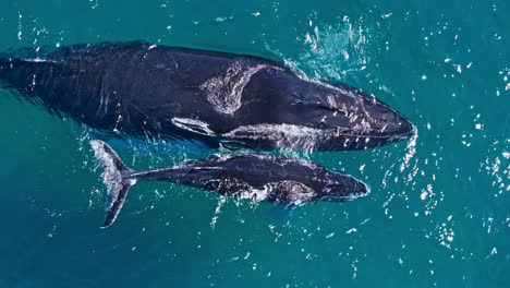 Familia-De-Ballenas-Jorobadas-En-La-Superficie-Del-Agua-Del-Océano-Azul