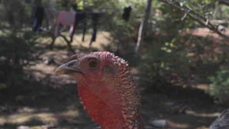 primer plano retrato de perfil de pavo pájaro al aire libre bajo los árboles, cámara lenta, día