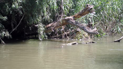 Wilder-Mysteriöser-Dunkler-Fluss-Mit-Bäumen