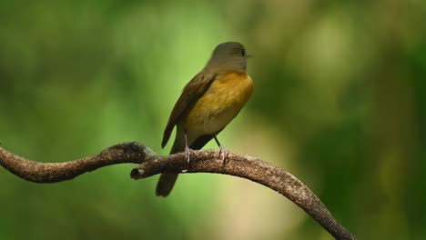 papamoscas azul de indochina, cyornis sumatrensis
