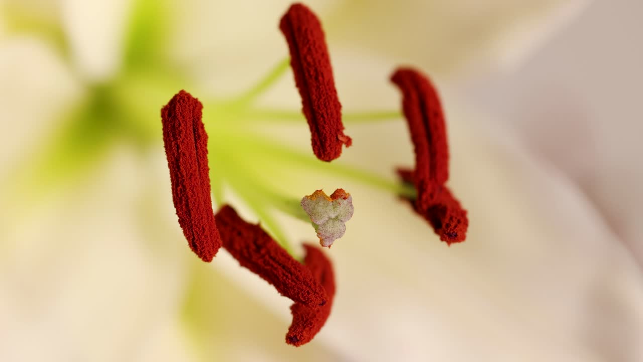 Close-up video of a lily flower's reproductive parts, highlighting stamens and pistil with vibrant colors and soft lighting