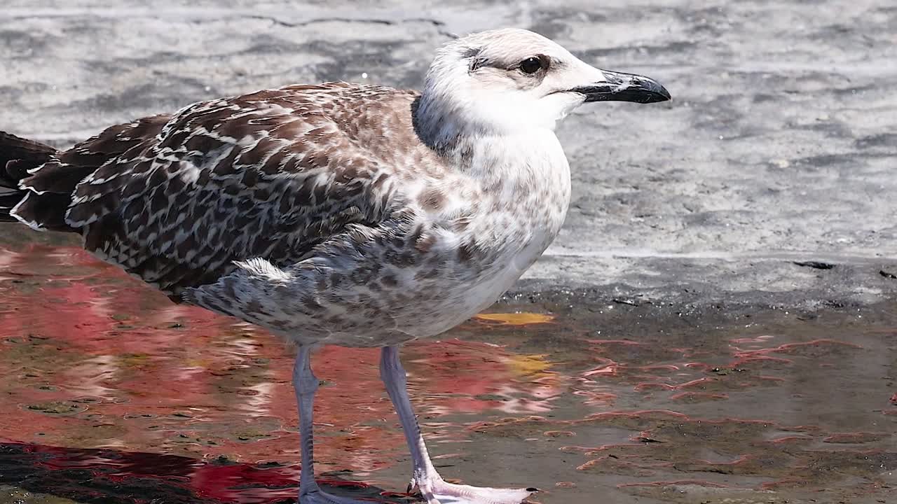 En ung mås med spräckliga fjädrar dricker vatten från en grund pöl på sten
