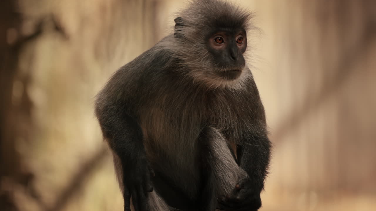 передний портрет сидящей серебряной обезьяны лутунг