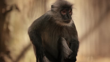 retrato delantero de un mono lutung plateado sentado