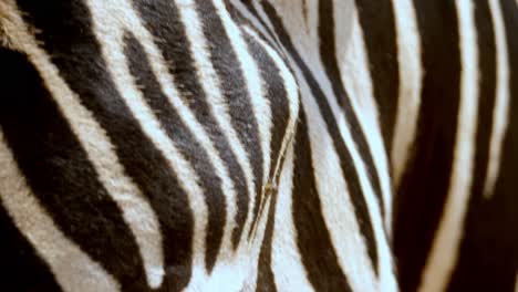 macros shot of a zebras eye with flies annoying it making it twitch