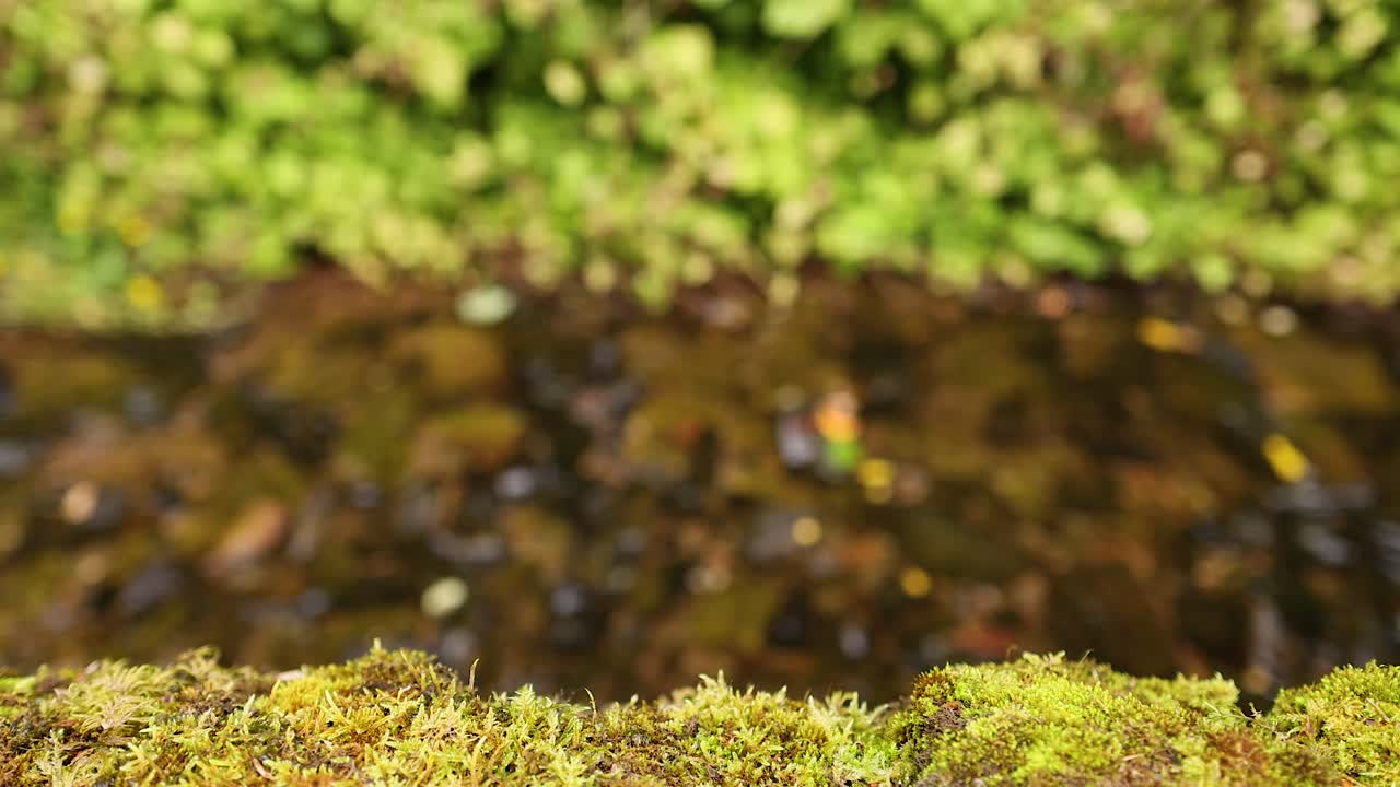 Moss-covered ground with flowing stream in background