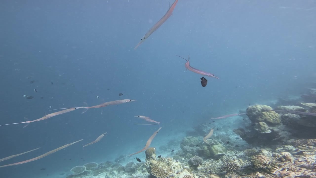 En stime slanke trompetfisk glider gennem blåt tropisk vand over et mangfoldigt koralrev på Maldiverne, ledsaget af små revfisk i en fredfyldt, bred undervandsscene