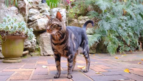 close up shot of a young and multi coloured tabby cat standing outside and then walking away in the evening